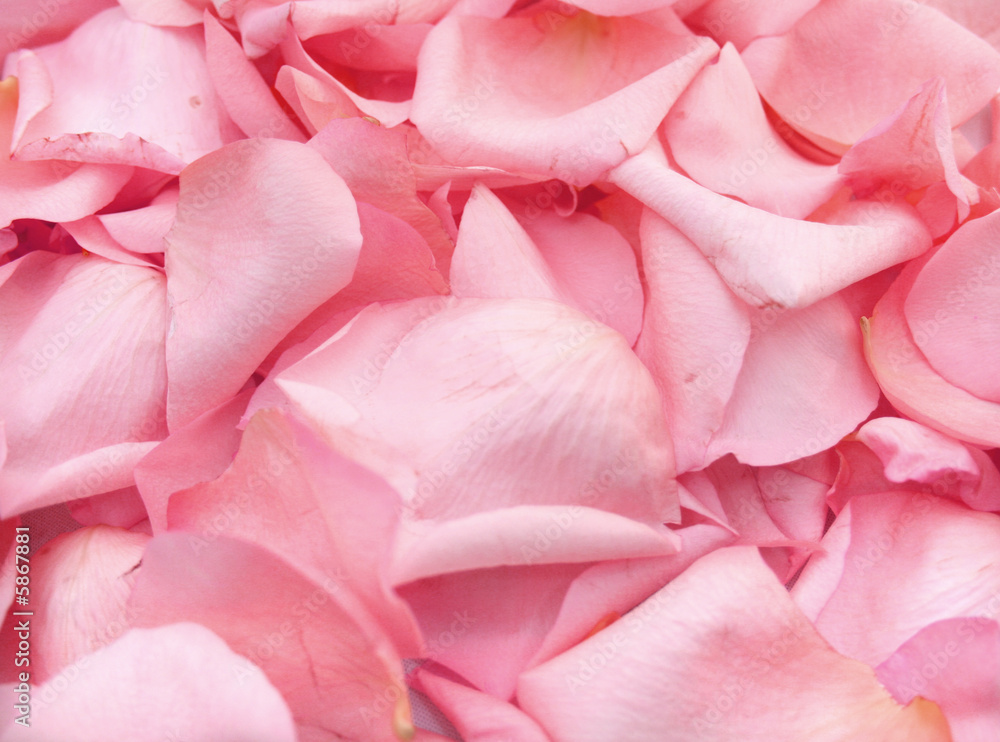 beautiful pink rose petals background beautiful pink rose petals background
