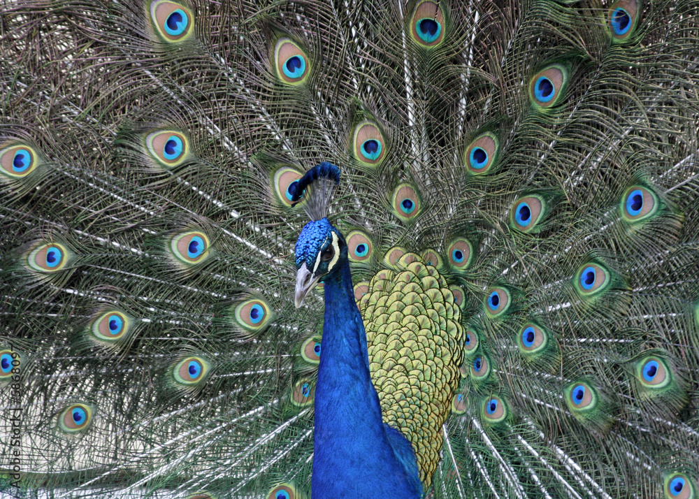 Obraz premium Pretty Peacock