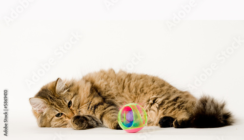 Young cat that is hunting the ball