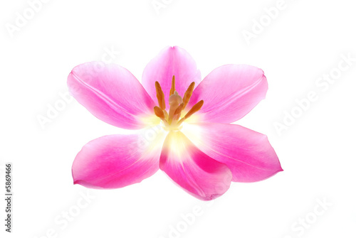 Close-up of single pink tulip flower on white background