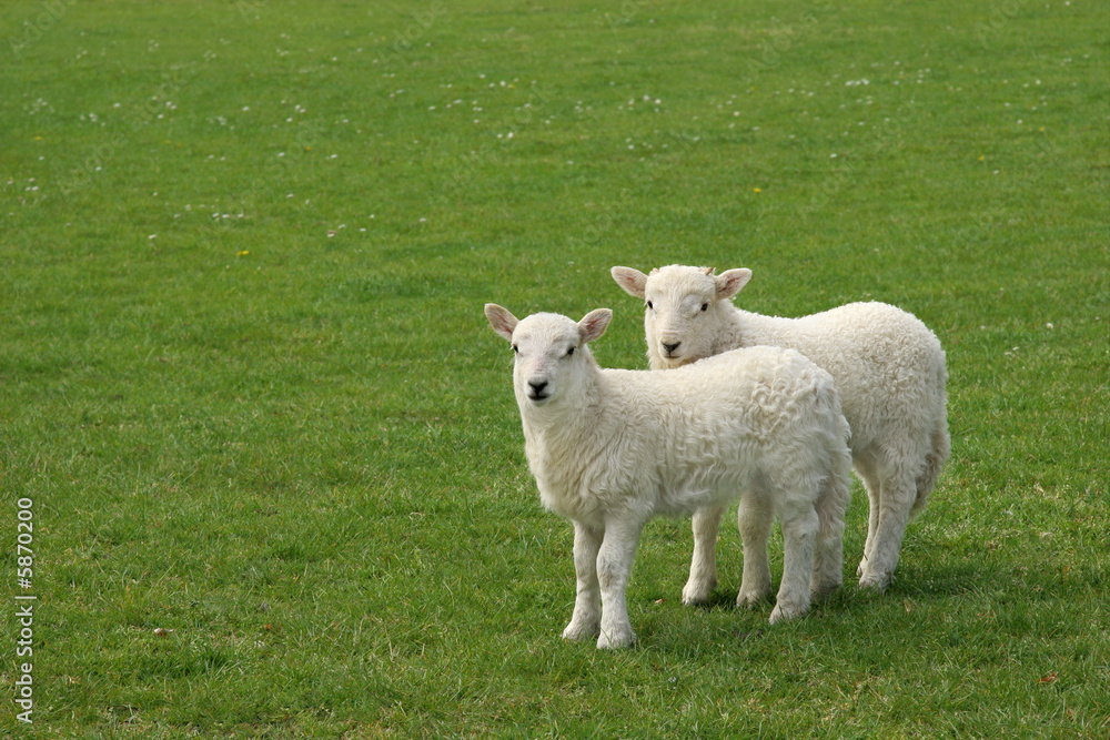 Twin Lambs