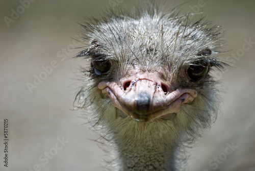 ostrich #2