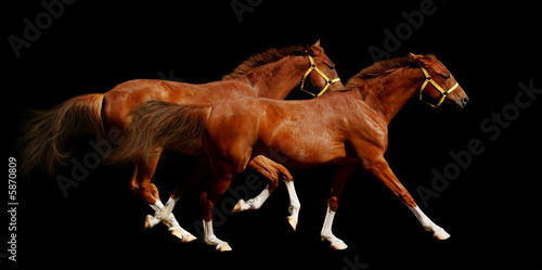 sorrel horses gallop - isolated on black