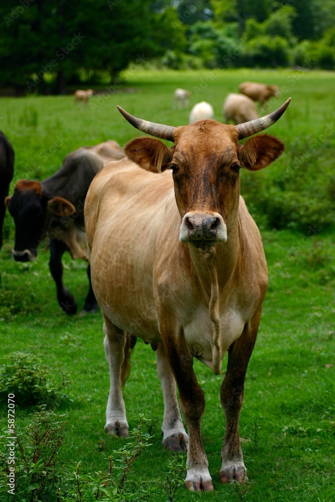 Lone Cow in Green Field