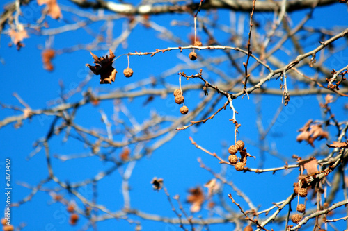 cielo autunnale photo