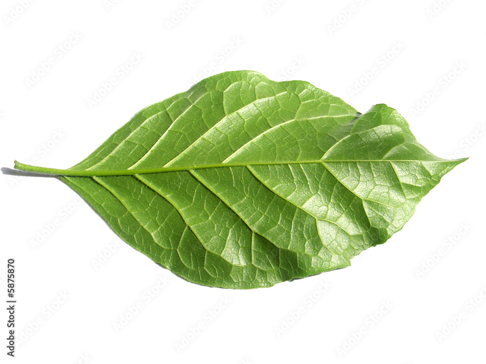 envers de feuille envers de feuille
