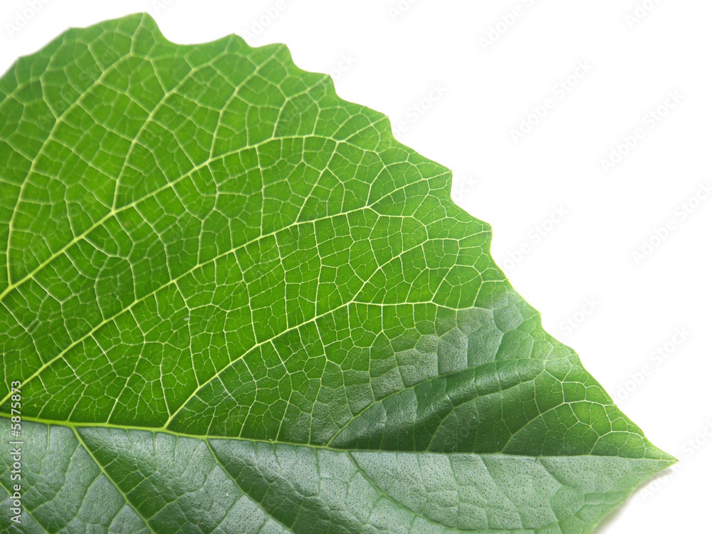 Obraz premium nervures de feuille