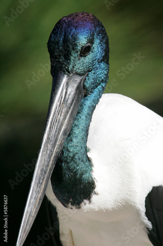 Black Necked Stork photo