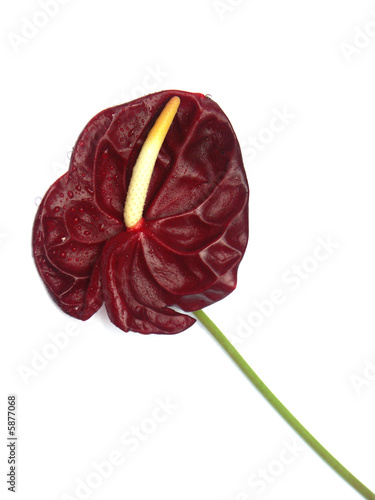 tige d'anthurium pourpre photo