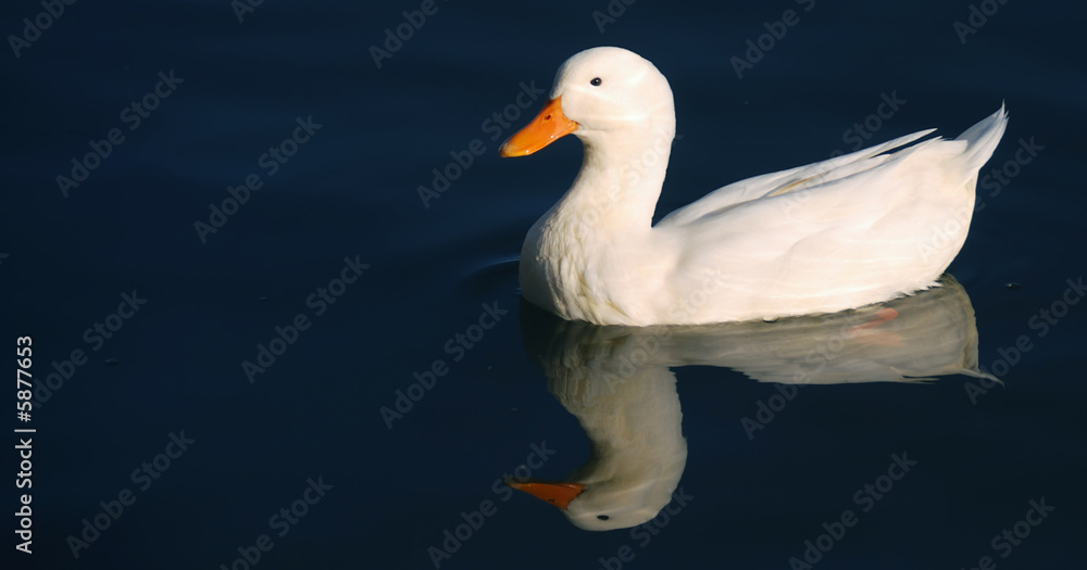 white duck white duck
