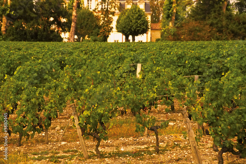 Photography Haut medoc vineyards bordeaux france.