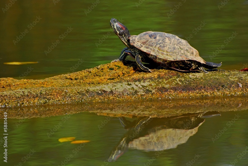 Fototapeta premium tortoise resting in the ponds