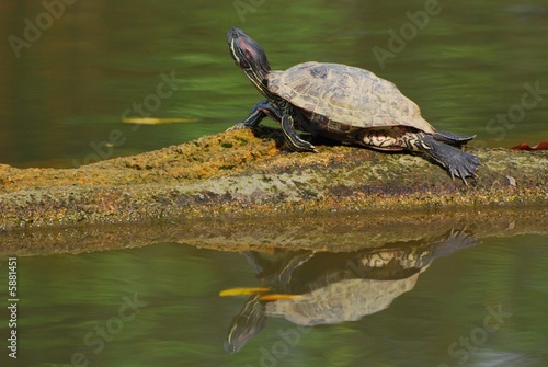 tortoise resting in the ponds