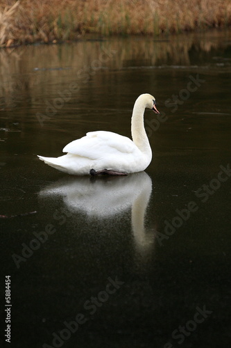 swan lake