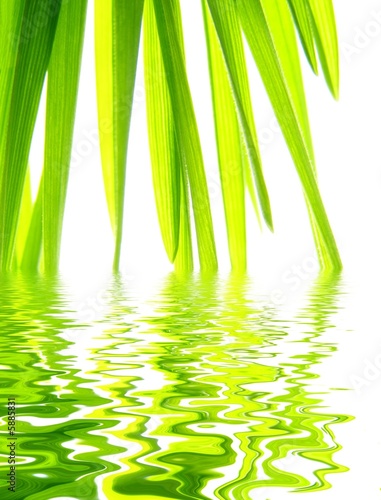 Close-up of fresh green straws reflected in water