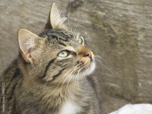 denkende Katze