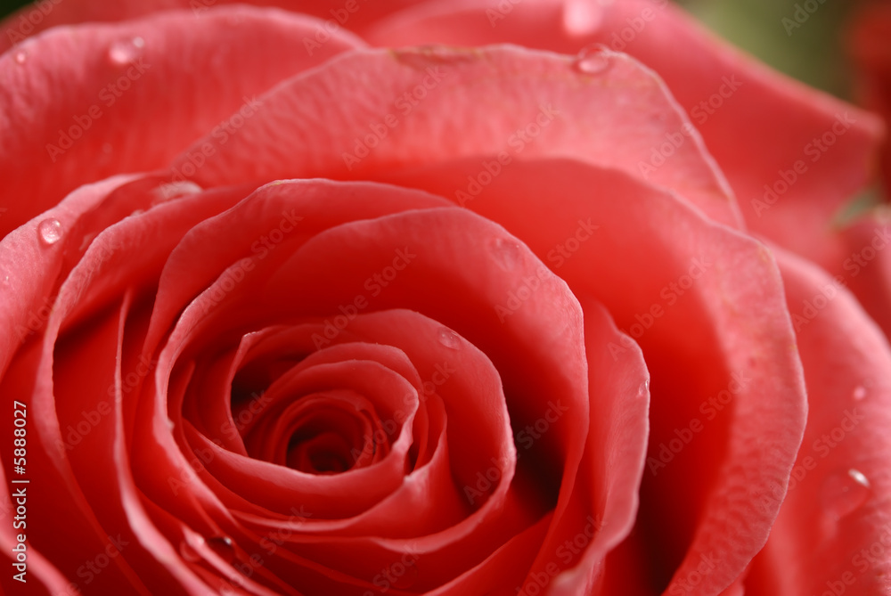 rose background rose background
