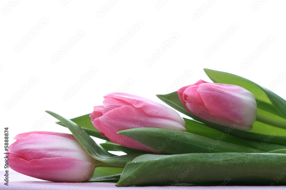 Fototapeta premium tulip