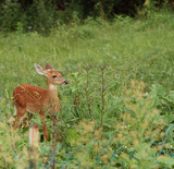 Baby deer-2