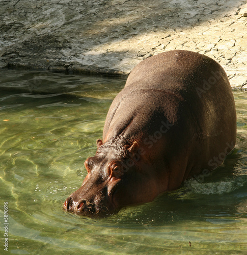 Hippo in the zoo in Buenos Aires