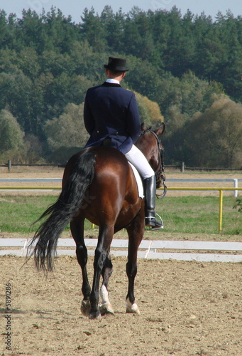 equestrian riding stallion horse