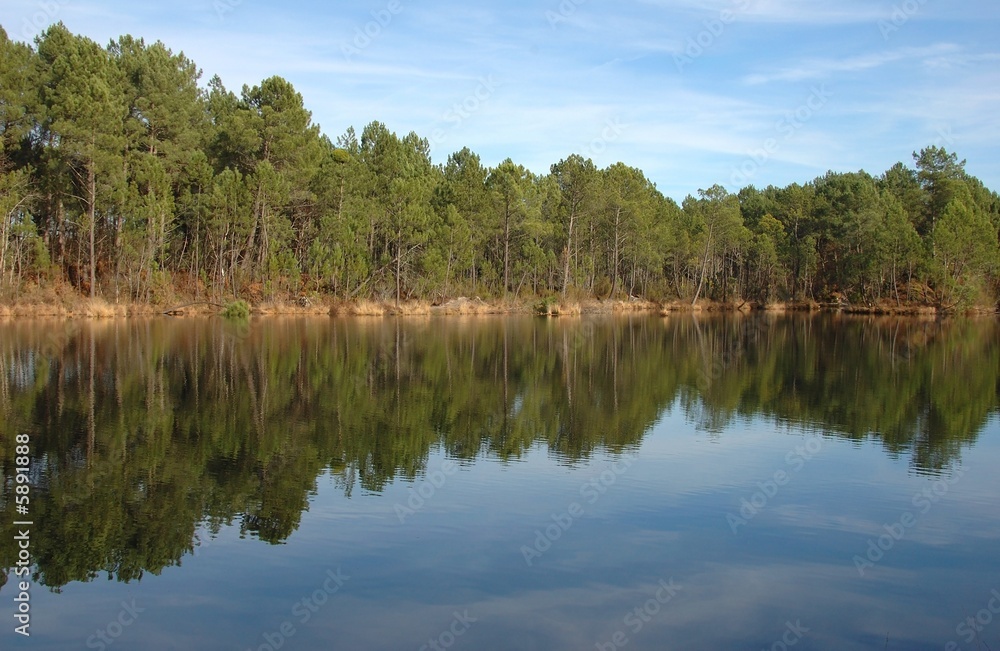 foret de pin et lac