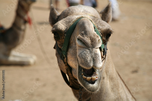 camel with open mouth next to gizah pyramids photo