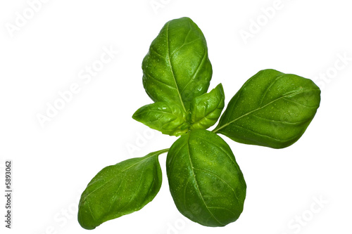 Basilikum Bl  tter - Basil Leaves