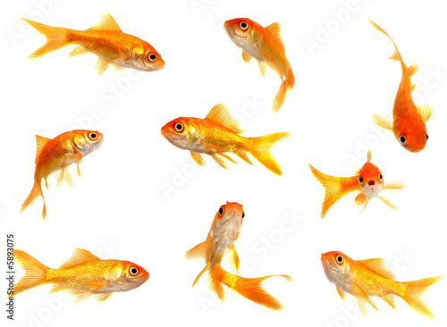 Group of goldfishes