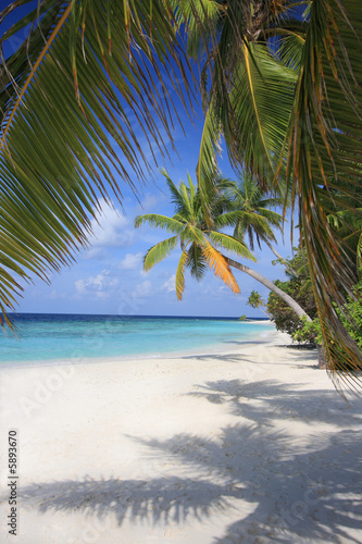 Fototapeta Naklejka Na Ścianę i Meble -  Exotic view under palm trees, Maldives