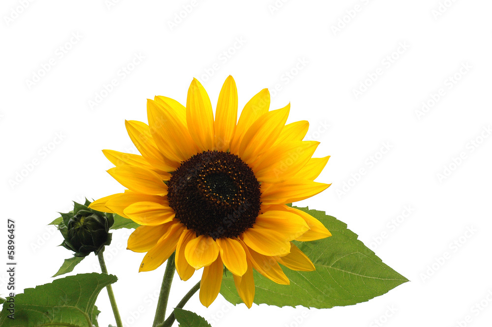 Obraz premium Sonnenblume