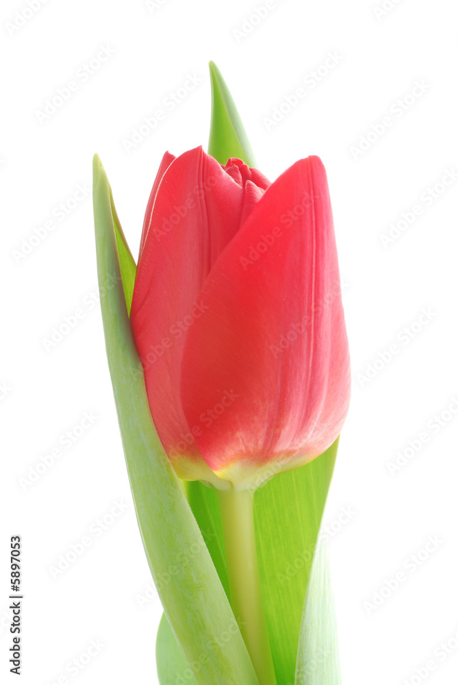Naklejka premium red tulip flower