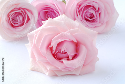 Fototapeta Naklejka Na Ścianę i Meble -  pink rose flowres