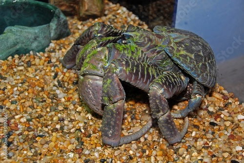 coconut crab in the aquqriums