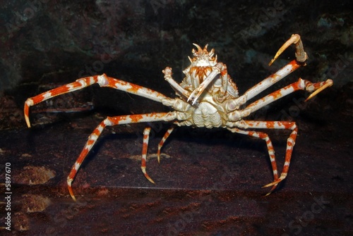 spider crab in the aquariums