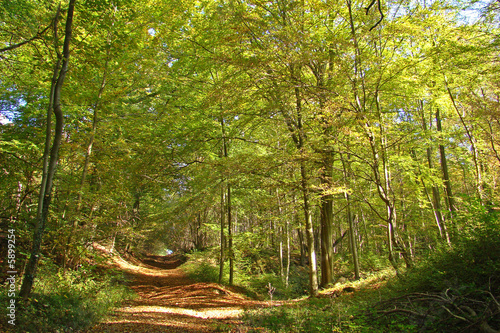 Forèt de st gobain,aisne,picardie