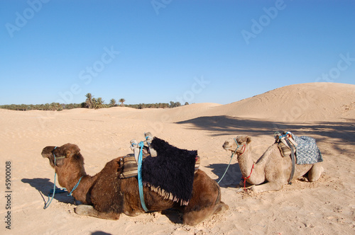 2 chameaux dans le Sahara