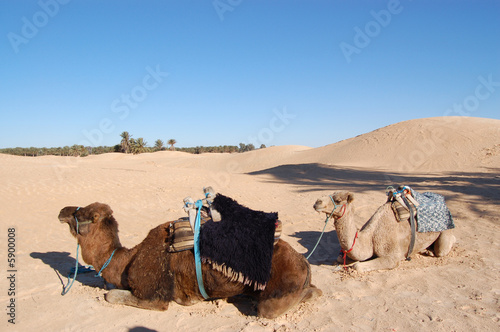 2 chameaux dans le Sahara photo