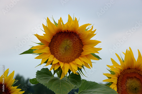 girasole in controluce