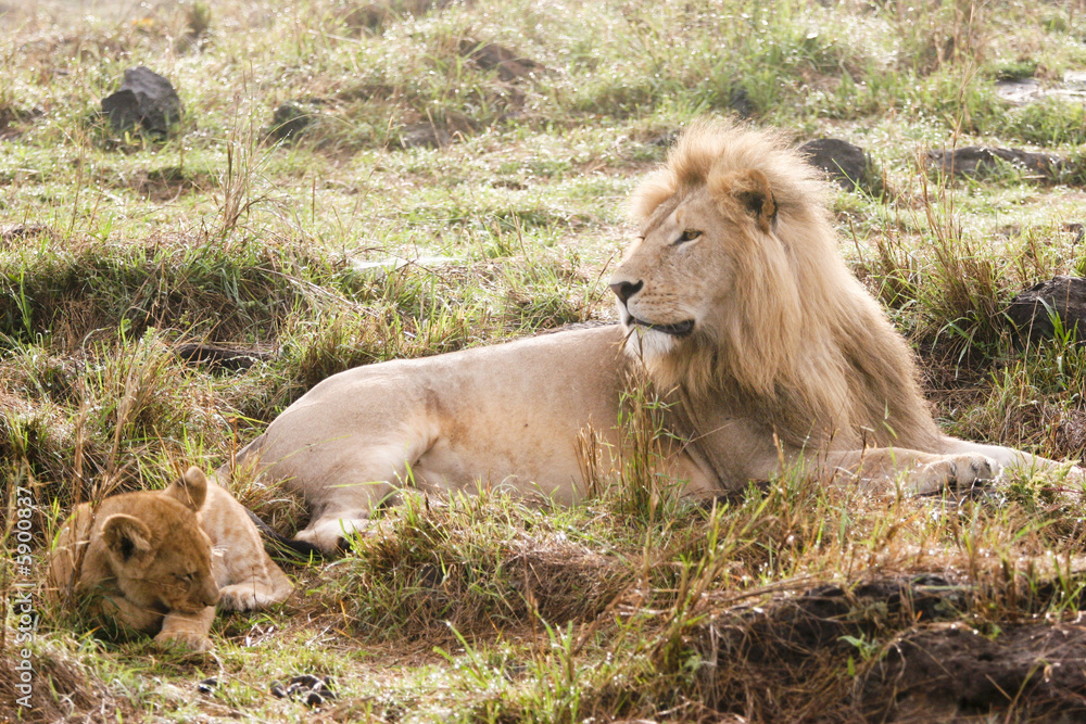 lion and cub lion and cub