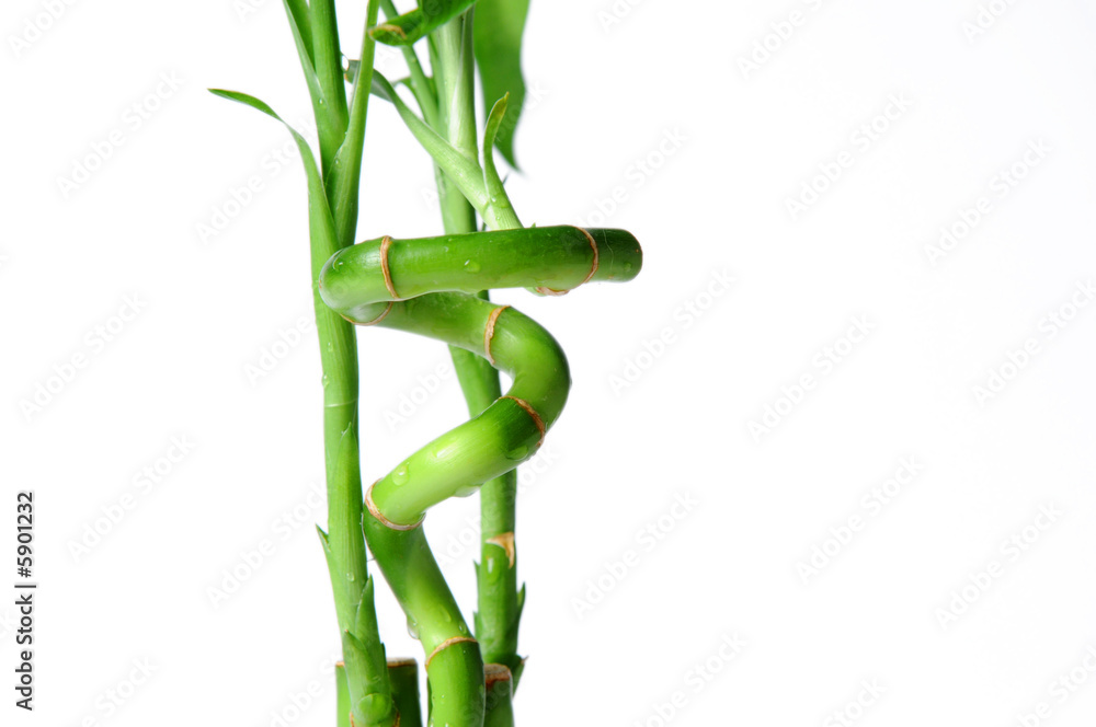 Bamboo swirl close-up isolated over a white background Bamboo swirl close-up isolated over a white background