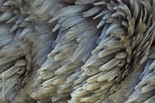 emeu : plumes