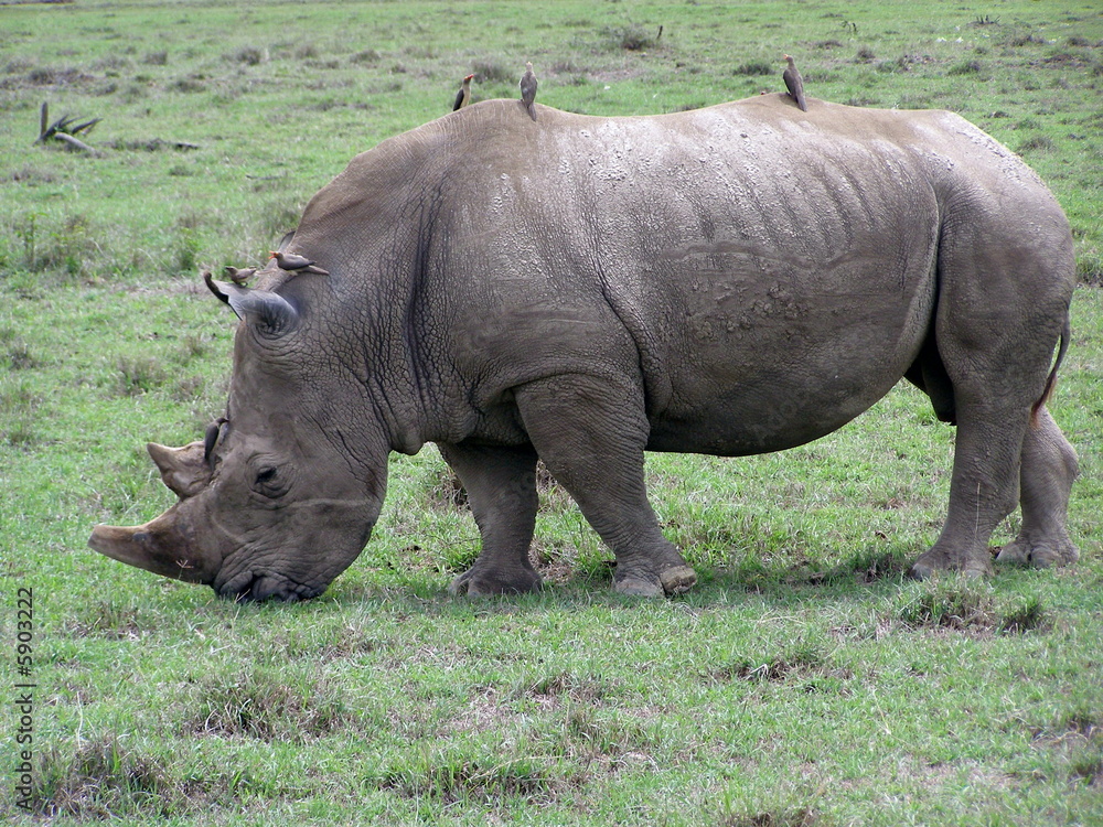 Rhino Grazing Rhino Grazing