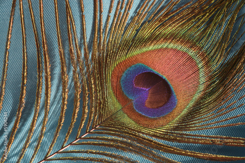 Peacock feather