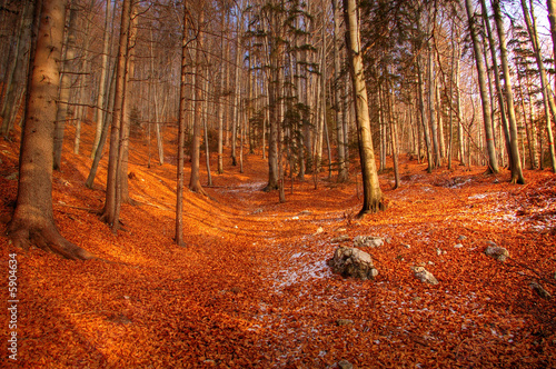 Orange leaves