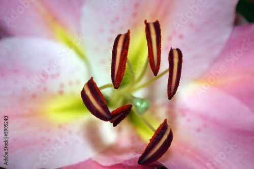 Pink Passion