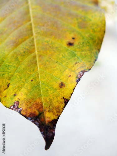 Autumn leaf