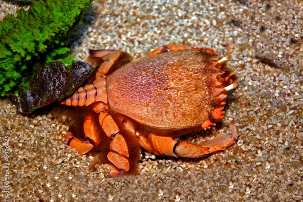 rare crab in the aquariums