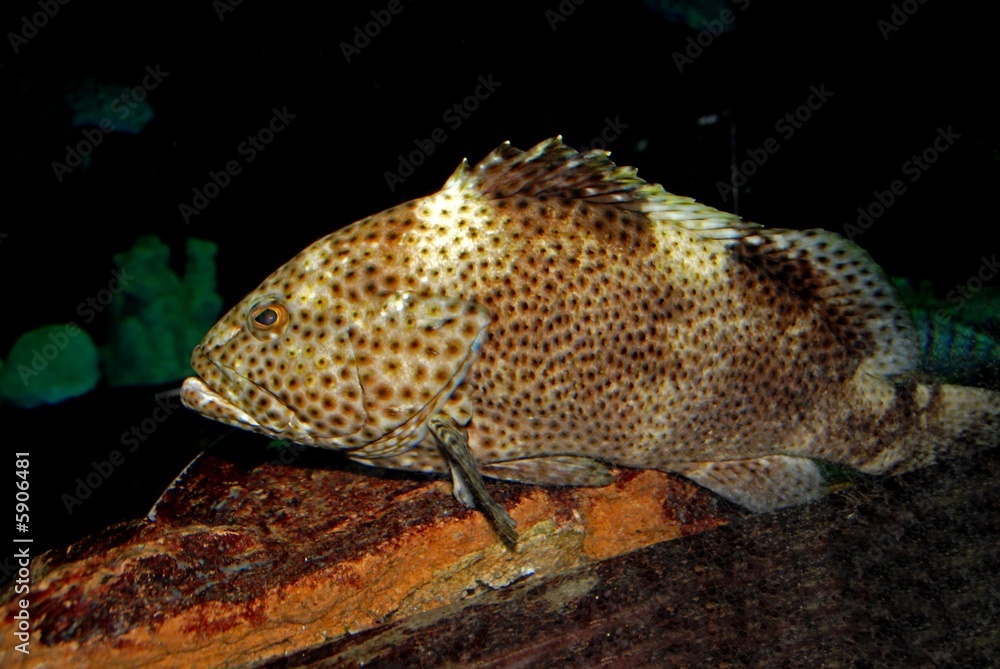 Fototapeta premium colorful fish in the aquariums