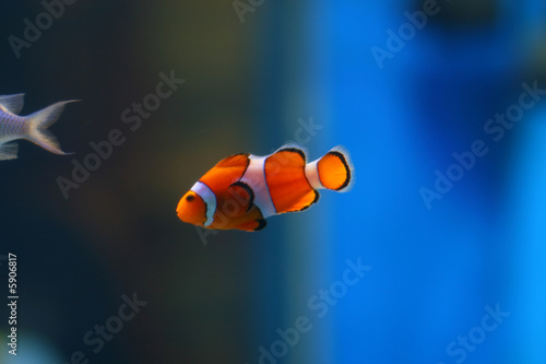 picture of tropical fish close up swim wildlife